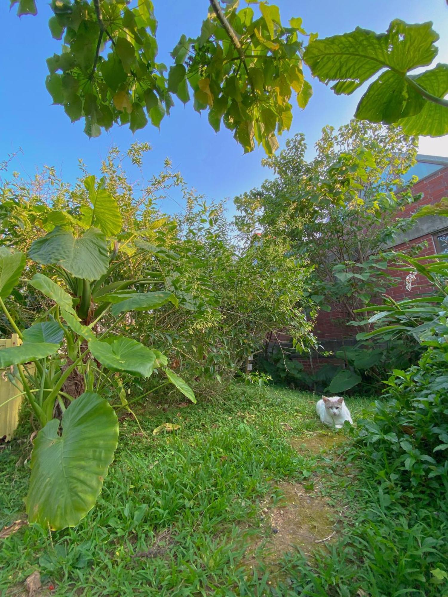 Cats,Piano & Starry Sky Resort Garden -Starry Forest Cottage Okinawa- Onna Exterior foto
