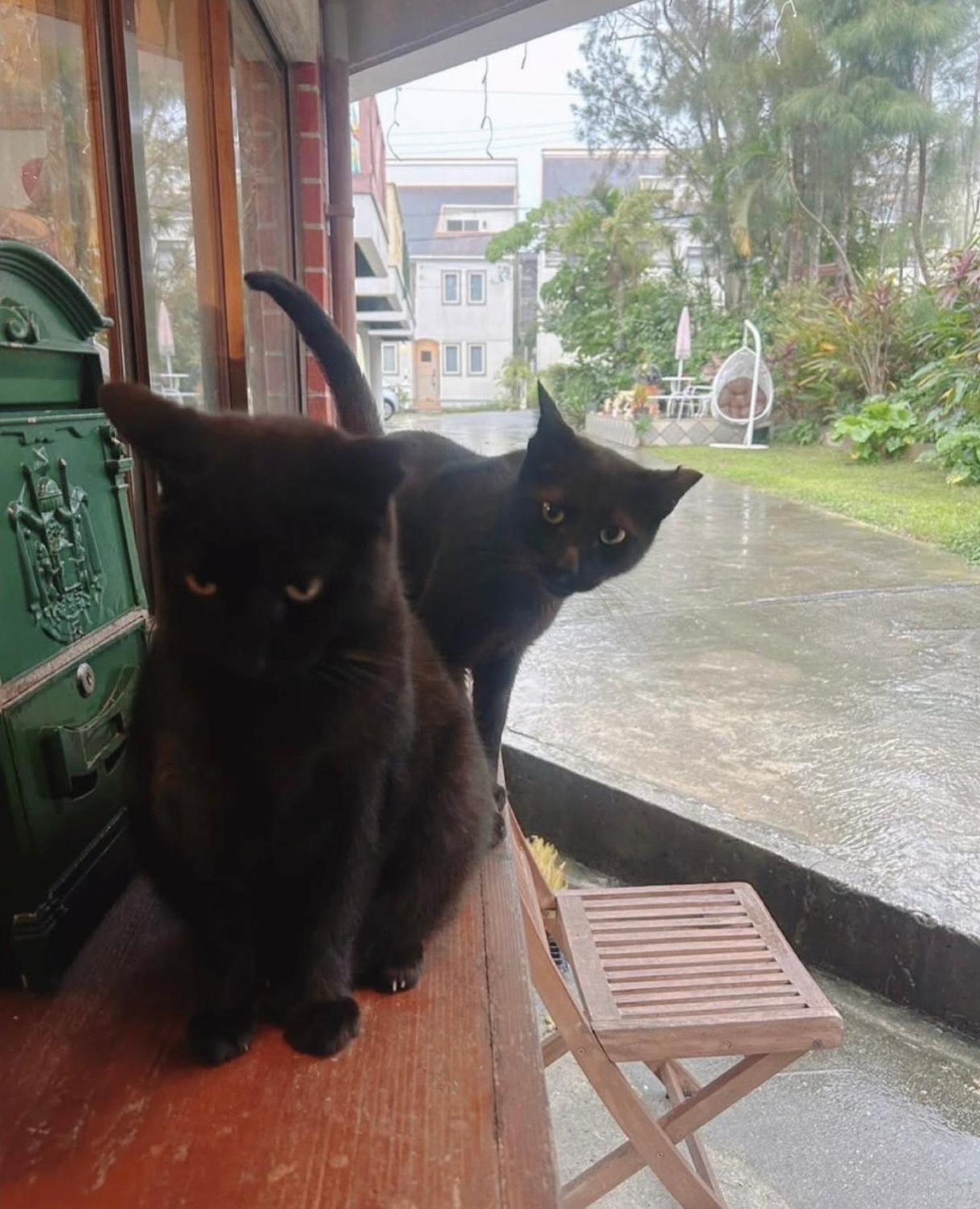 Cats,Piano & Starry Sky Resort Garden -Starry Forest Cottage Okinawa- Onna Exterior foto